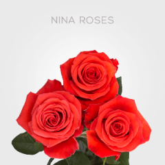 Box Orange Nina Roses 70 cm (150 St)