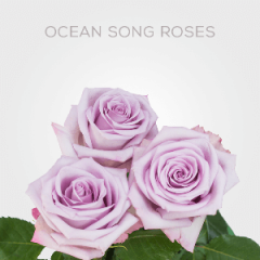 Box Lavender Ocean Song 40 cm (125 St)
