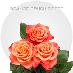 Orange Crush Roses 40-60 cm