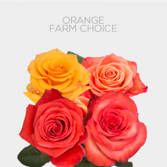 Orange Farm Choice 50 cm (25 St bunch)