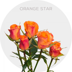 Box Spray Orange Star Roses 40-60 cm (100 St)