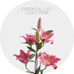 Flowers Oriental Lily Light Pink 