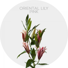 Flowers Oriental Lily Pink