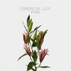 Flowers Oriental Lily Pink (10 St bunch)