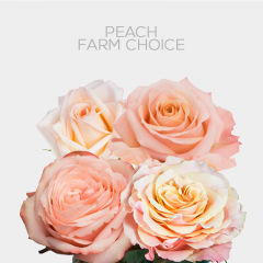 Peach Roses Farm Choice 40 cm (25 St bunch)