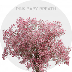Pink Baby Breath