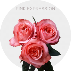 Garden Pink Expression Roses 40-60 cm