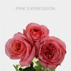 Box Garden Pink Expression Roses 40 cm (100 St)