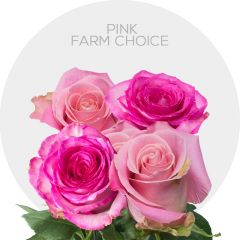 Pink Farm Choice 60 cm (25 St bunch)