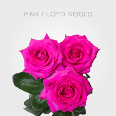 Box Hot Pink Floyd Roses 50 cm (100 St)