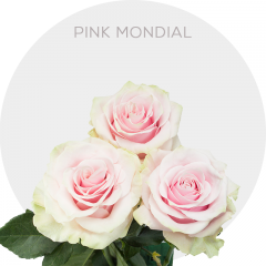 Light Pink Mondial Roses 50-70 cm