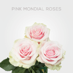 Box Light Pink Mondial Roses 50 cm (100 St)
