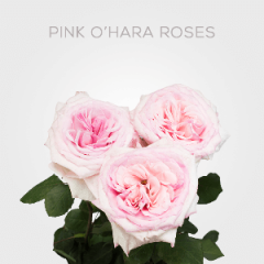 Box Pink O'hara Roses 40 cm (125 St)