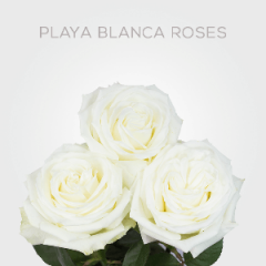 White Box Playa Blanca 70 cm (100 St)