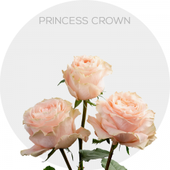 Box Peach Princess Crown (125 St)