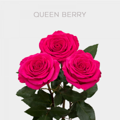 Box Hot Pink Queenberry Roses 60 cm (100 St)