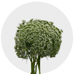 Flowers Queens Anns Lace