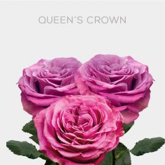 Box Queen´s Crown Roses 50 cm (100 St)