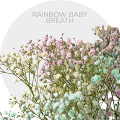 Greenery Rainbow Baby Breath 70-80 cm (78 St)
