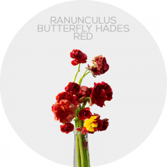 Flowers Box Ranunculus Red Butterfly Hades (240 St)