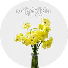 Box Ranunculus Butterfly Light Yellow (240 St)