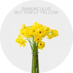 Flowers Ranunculus Butterfly Yellow