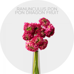 Ranunculus Pon Pon Dragon