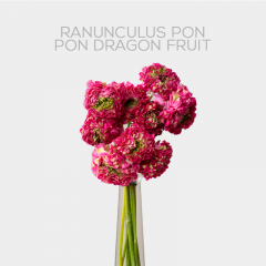 Box Ranunculus Pon Pon Dragon (240 St)