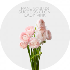 Flowers Ranunculus Success Cloni Lady