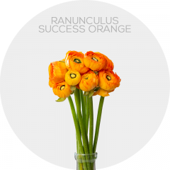 Box Ranunculus Success Orange 35cm (240 Stems)