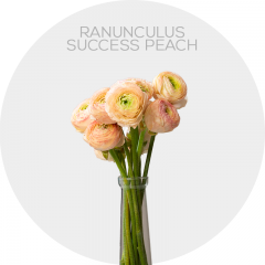 Ranuculus Success Peach