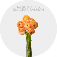 Box Ranunculus Success Salmon  (240 St)