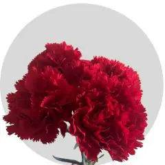 Carnations Red (250 St)