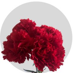 Flowers Red Carnations (150 St)