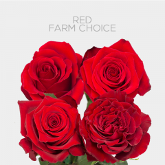 Red Farm Choice 60 cm (25 St bunch)