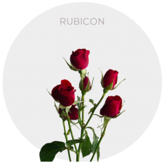 Box Spray Red Rubicon 40-60 cm (100 St)