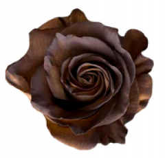 Tinted Rustic Roses 50 cm
