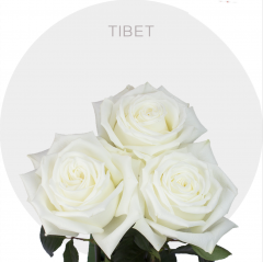 White Tibet Roses 40-60 cm