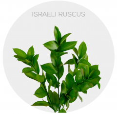 Box Greenery Ruscus (400 St)