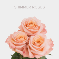 Box Peach Shimmer Roses 60 cm (100 St)