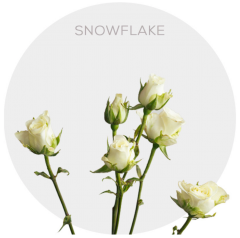 Spray White Snowflake 40 cm (100 St)