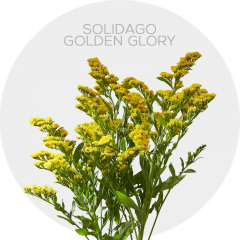 Flower's Solidago Golden Glory 70 cm (150 St)