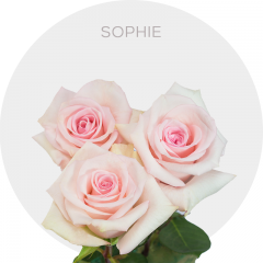 Light Pink Sophie Roses 40-70 cm