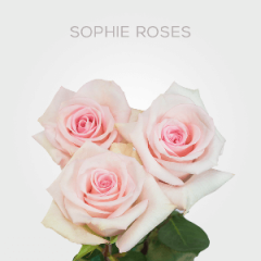 Box Light Pink Sophie Roses 70 cm (150 St)
