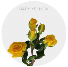 Yellow Baby Spray Roses 40-60 cm