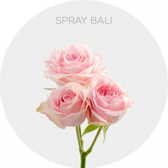 Light Pink Spray Bali 40-60 cm