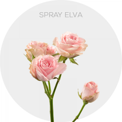 Spray Light Pink Elva 40-60 cm