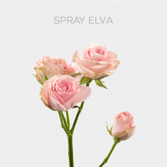 Spray Pink Elva 60 cm  (5 St bunch)