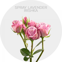 Box Spray Lavender Irishka 40-60 cm (100 St)