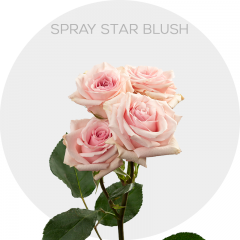 Box Peach Spray Star Blush 40 cm (100 St)